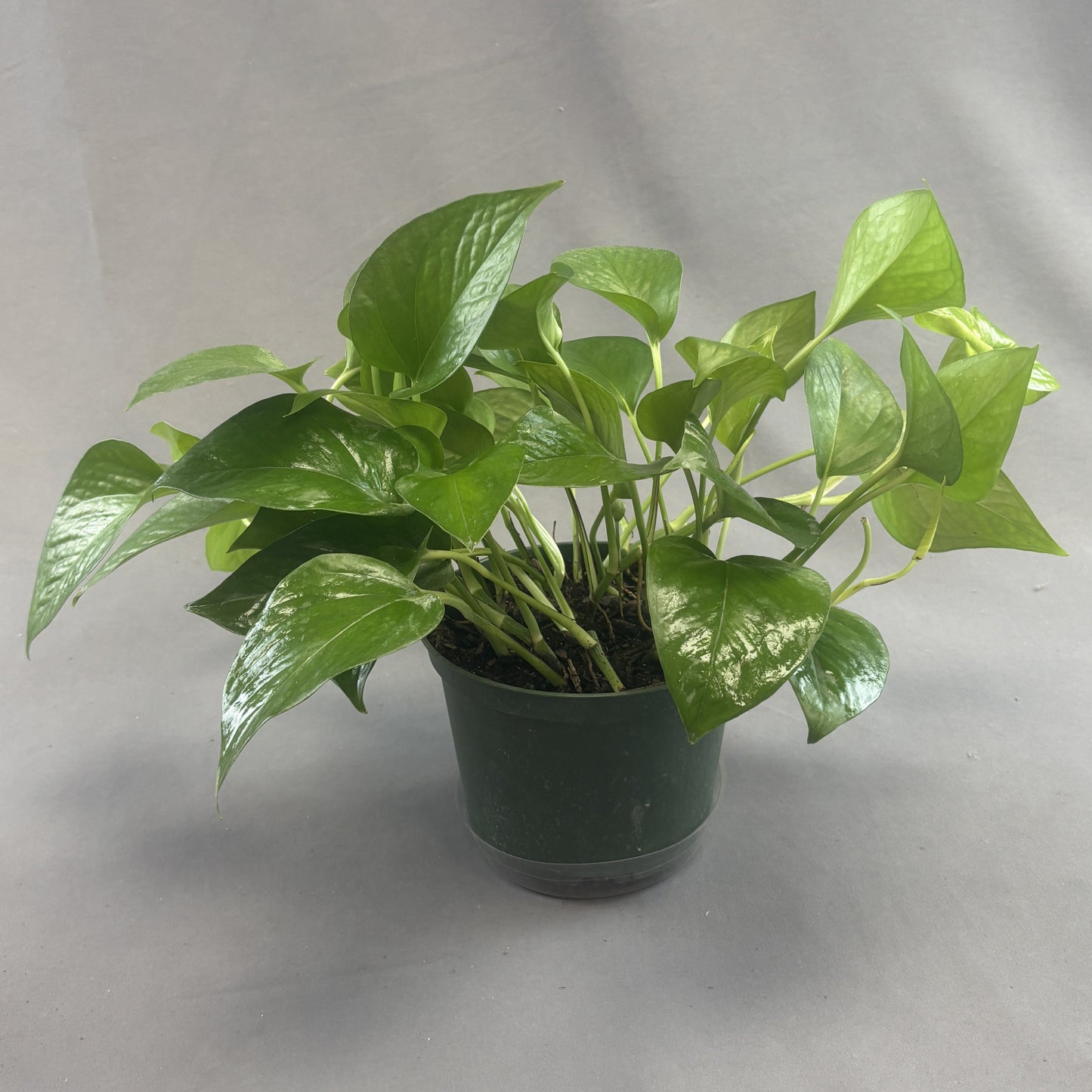 Pothos 'Jade'