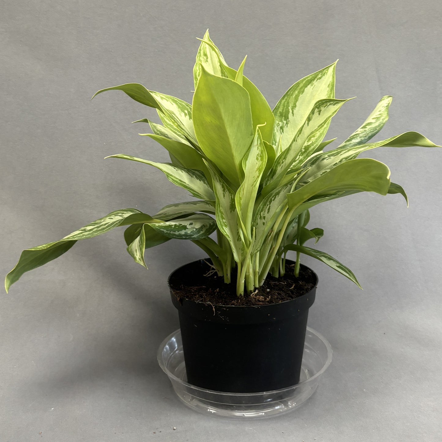 Aglaonema 'Silver Bay'