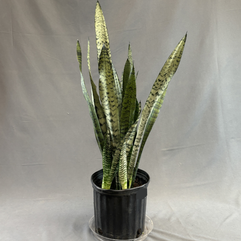 Snake Plant 'Zeylanica'