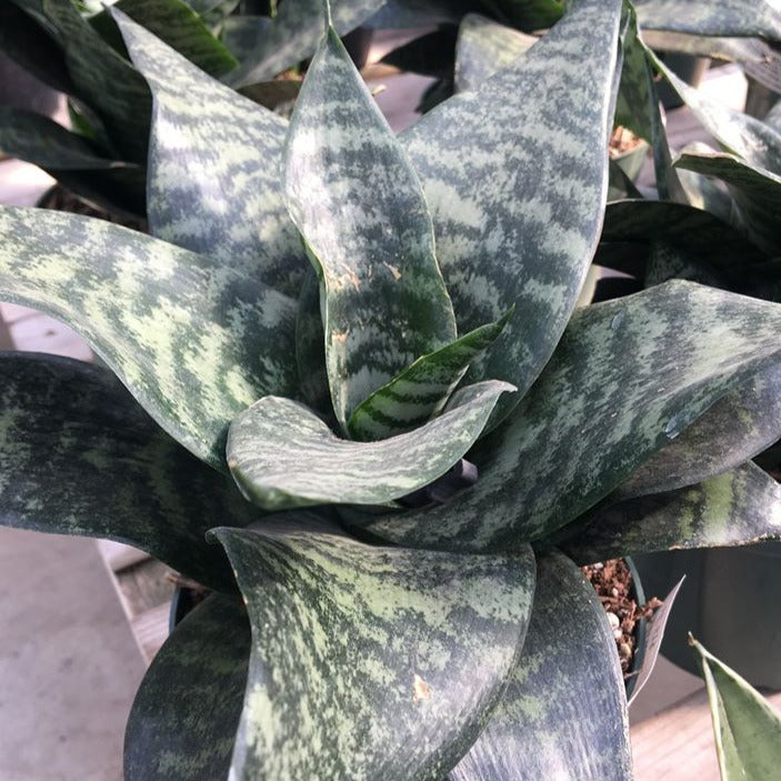 Snake Plant 'Hahnii'