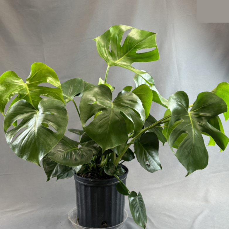Monstera deliciosa