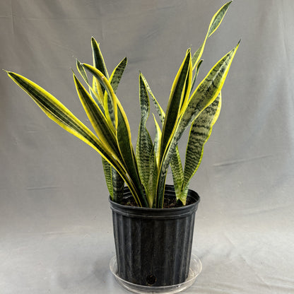 Snake Plant 'Laurentii'