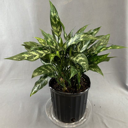 Aglaonema 'Maria Emerald Beauty'