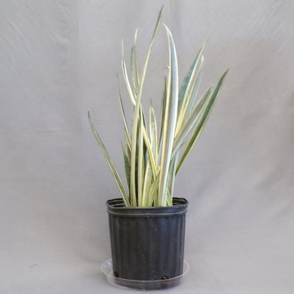 Snake Plant 'Bantel's Sensation'