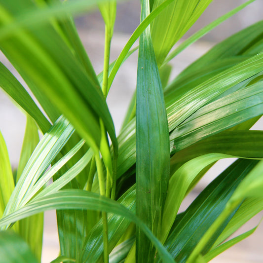 Areca Palm