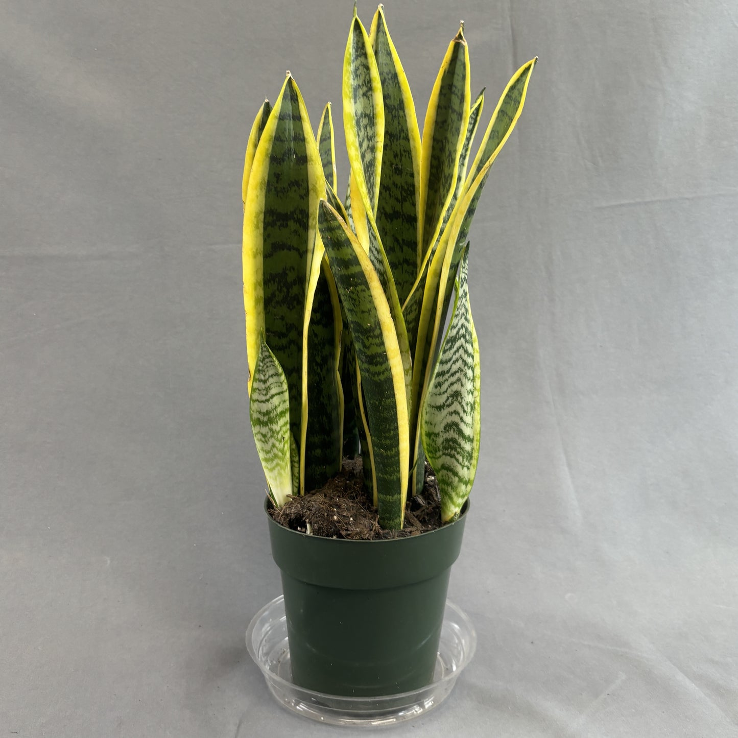 Snake Plant 'Laurentii'