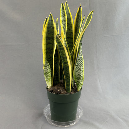 Snake Plant 'Laurentii'