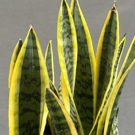 Snake Plant 'Laurentii'