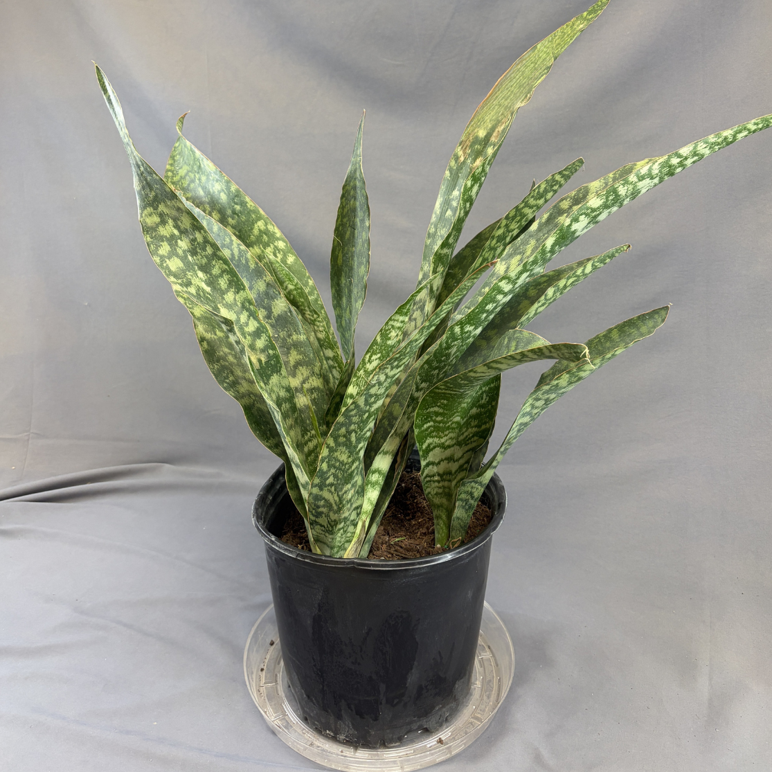 Snake Plant 'Jaboa'