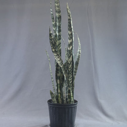 Snake Plant 'Wintergreen'