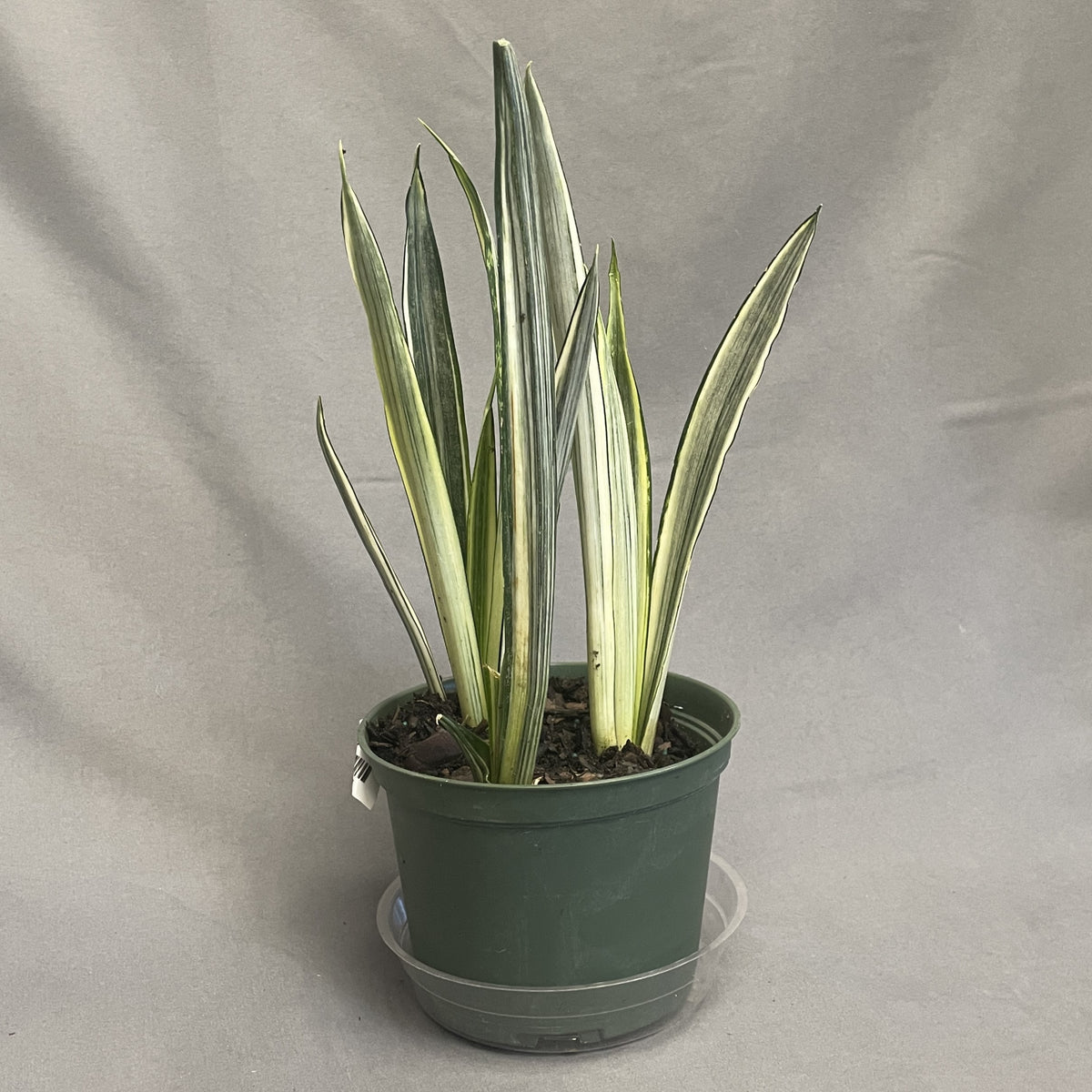 Snake Plant 'Bantel's Sensation'