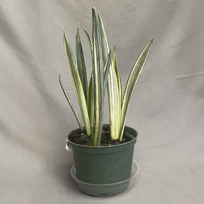 Snake Plant 'Bantel's Sensation'