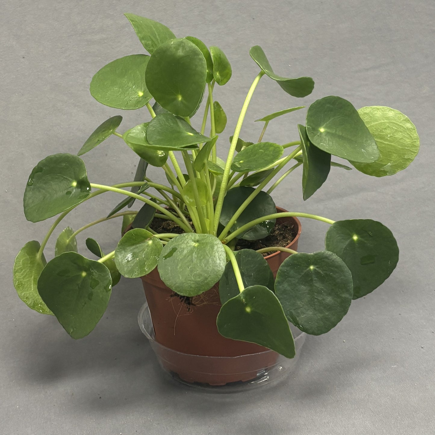 Chinese Money Plant