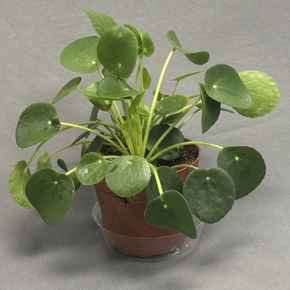 Chinese Money Plant