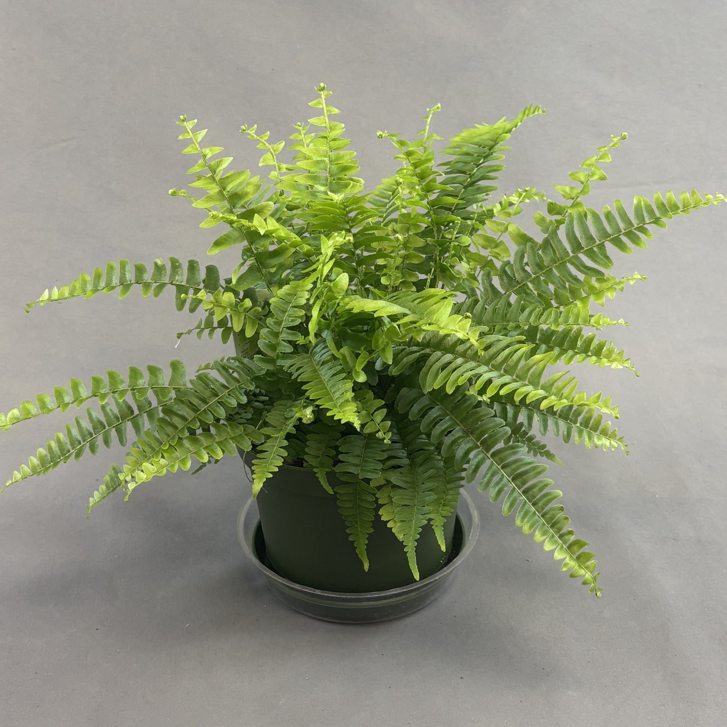 Boston Fern
