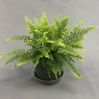 Boston Fern