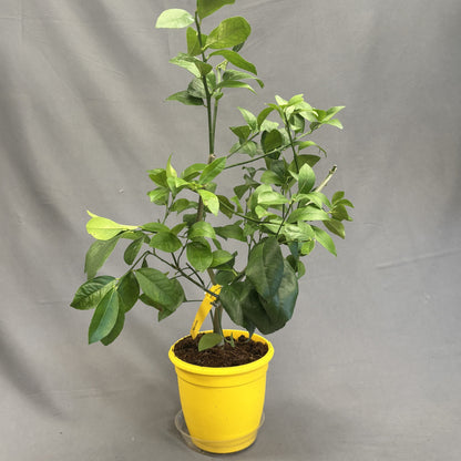 Citrus 'Lemon'