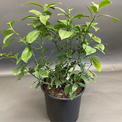 Citrus 'Lemon'