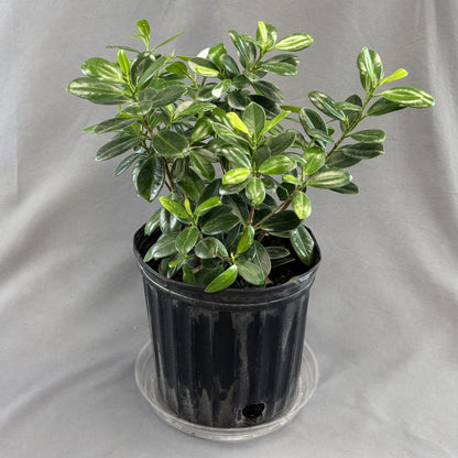 Ficus 'Green Island'