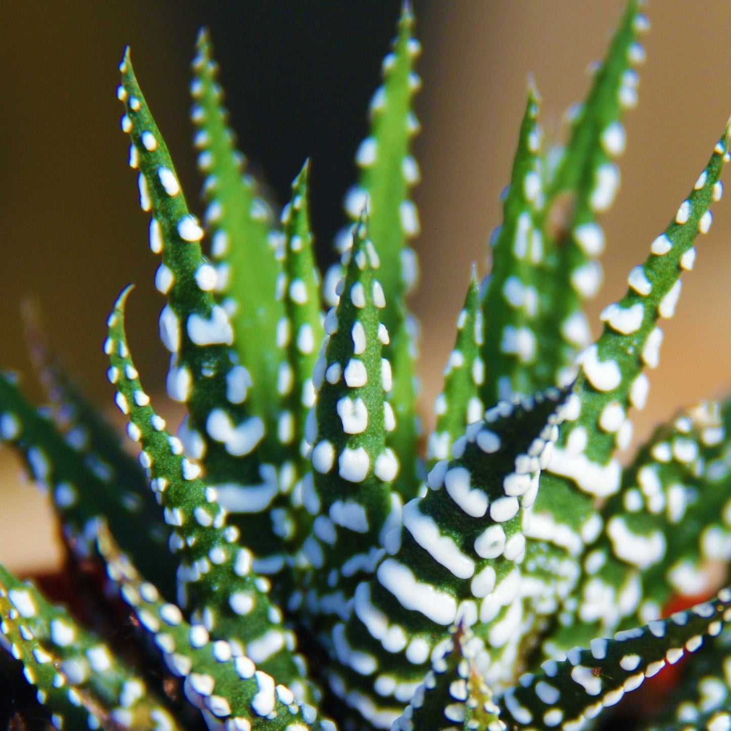 Haworthia