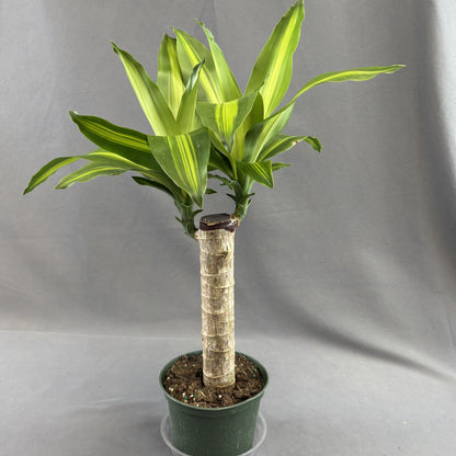 Yucca Cane