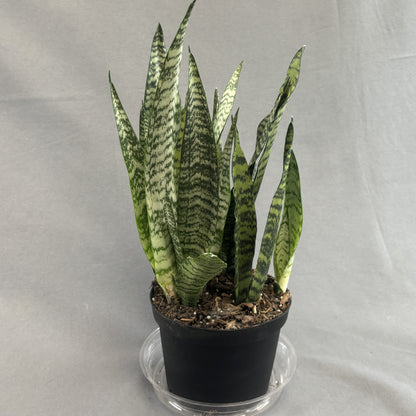 Snake Plant 'Zeylanica'