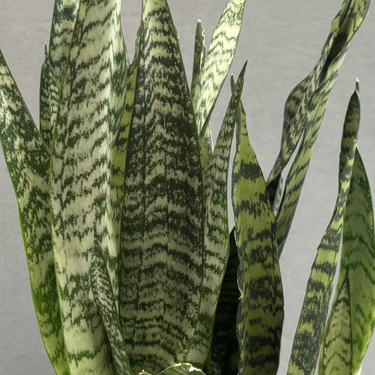 Snake Plant 'Zeylanica'