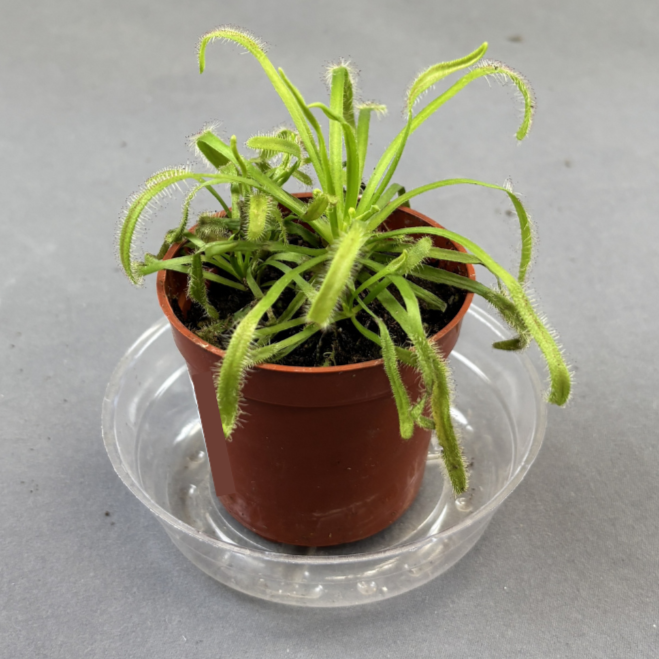 Sundew (Drosera capensis)