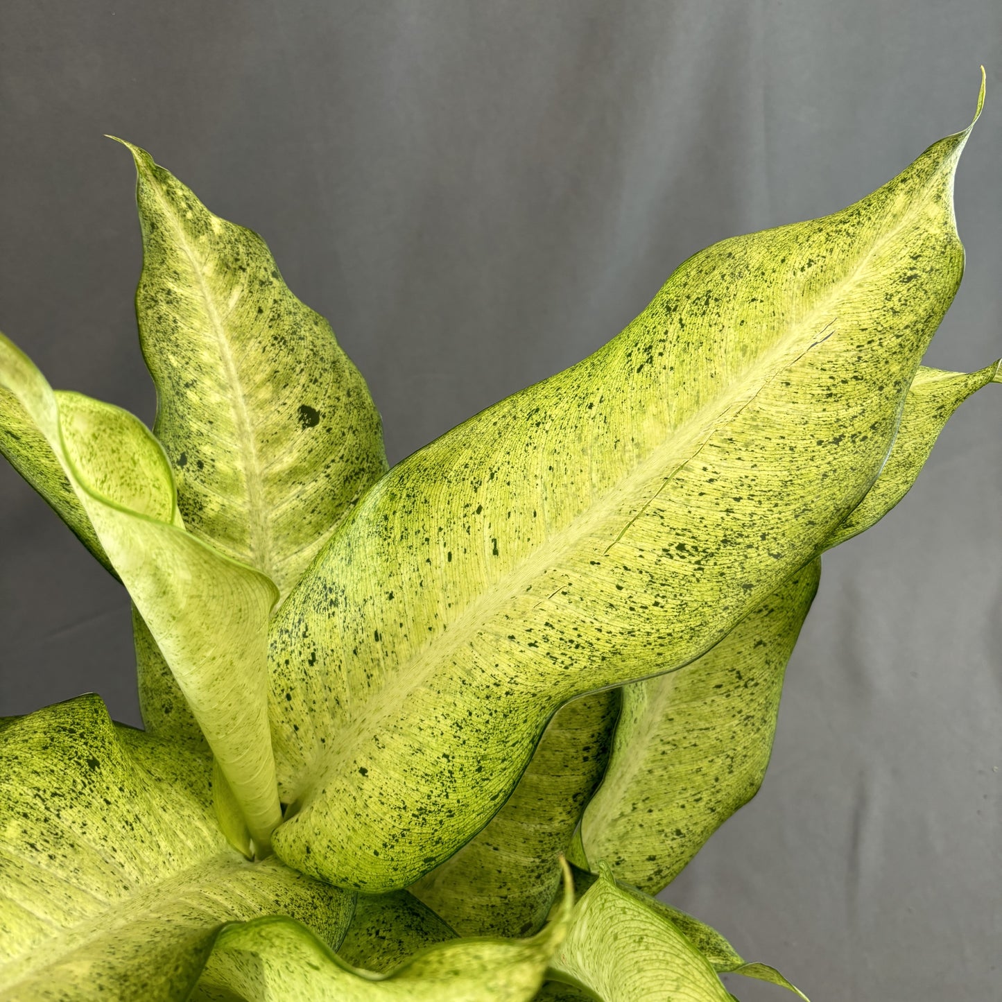 Dieffenbachia 'Camouflage'