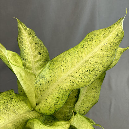 Dieffenbachia 'Camouflage'