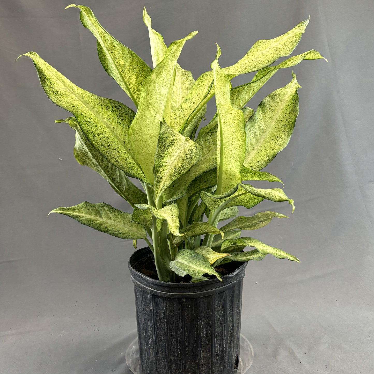 Dieffenbachia 'Camouflage'