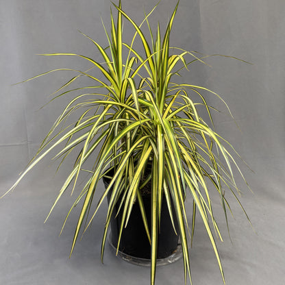 Dracaena 'Kiwi'