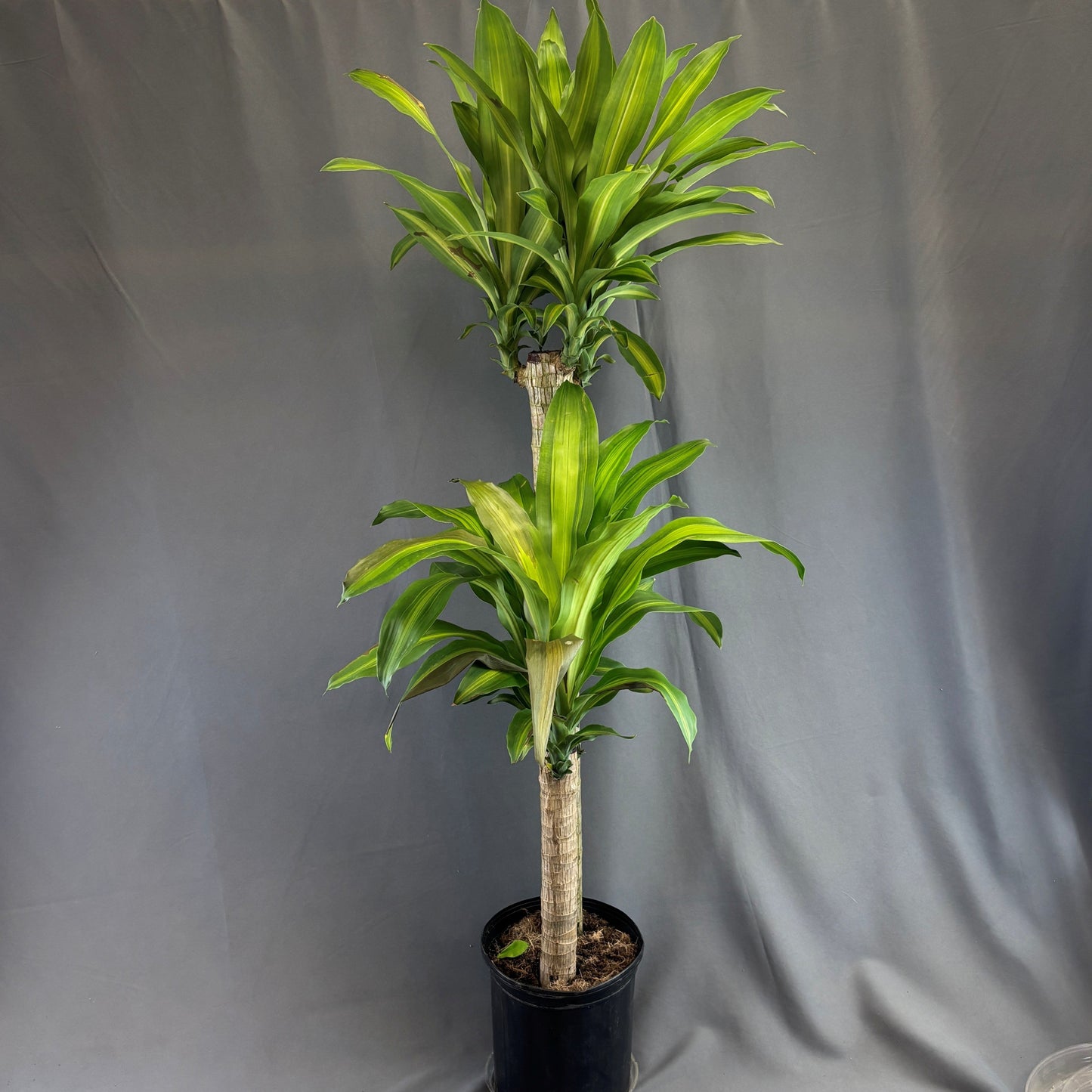 Dracaena 'Massangeana'