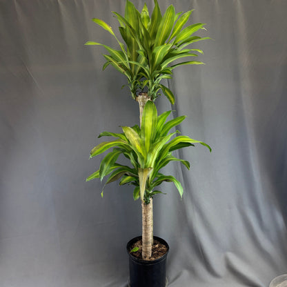 Dracaena 'Massangeana'