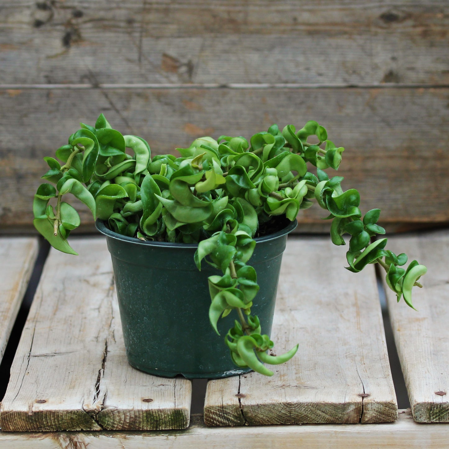 Hindu Rope Plant