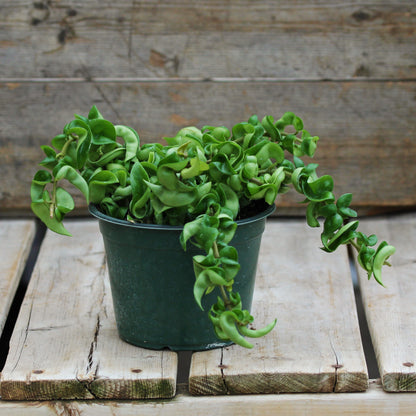 Hindu Rope Plant