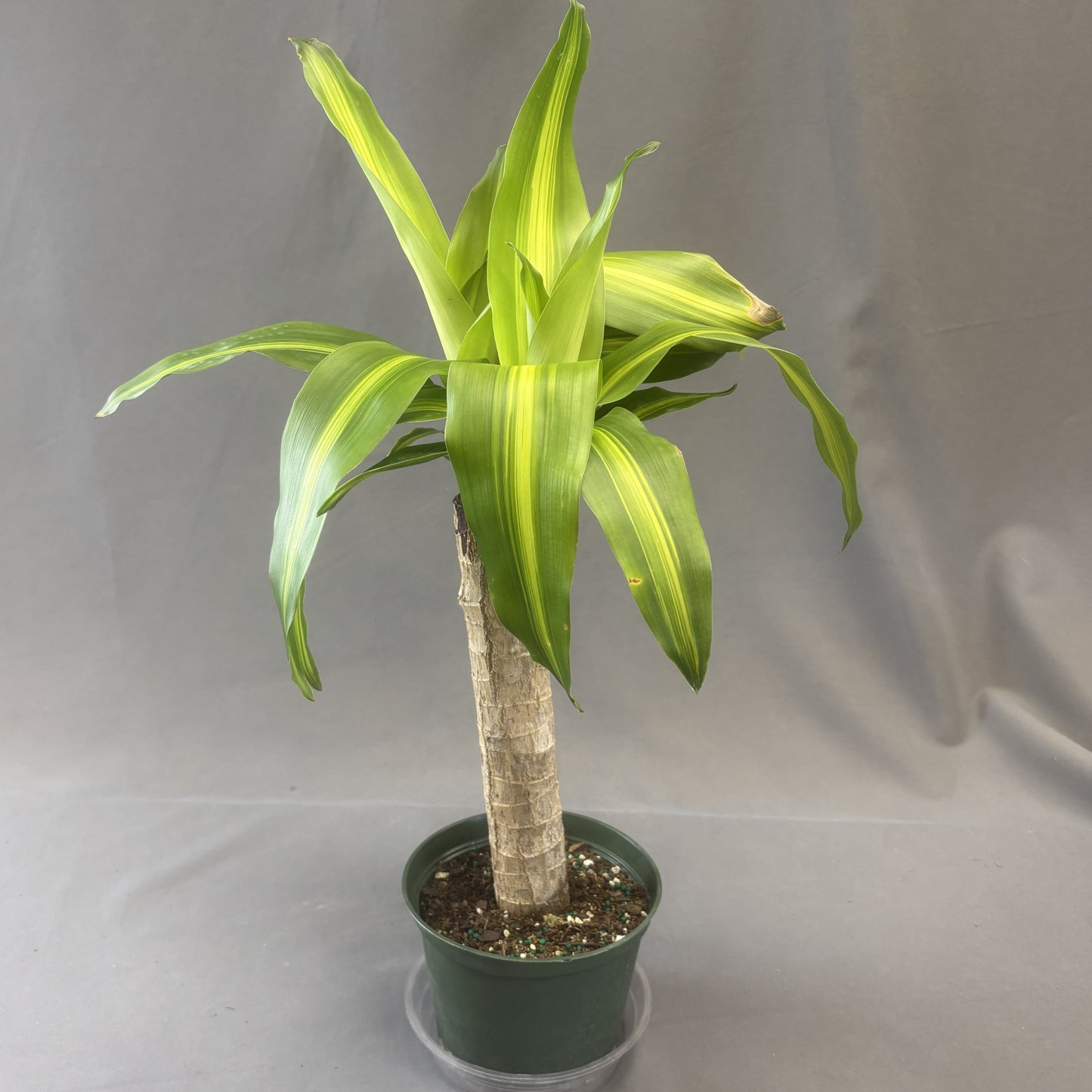 Dracaena 'Massangeana'