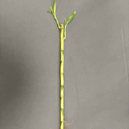 Lucky Bamboo Straight 40-45cm