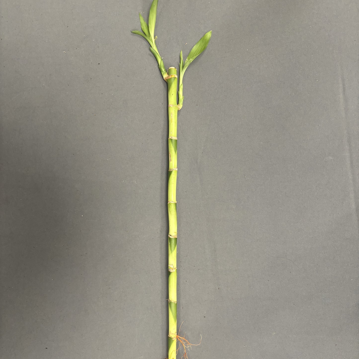 Dracaena 'Lucky Bamboo'