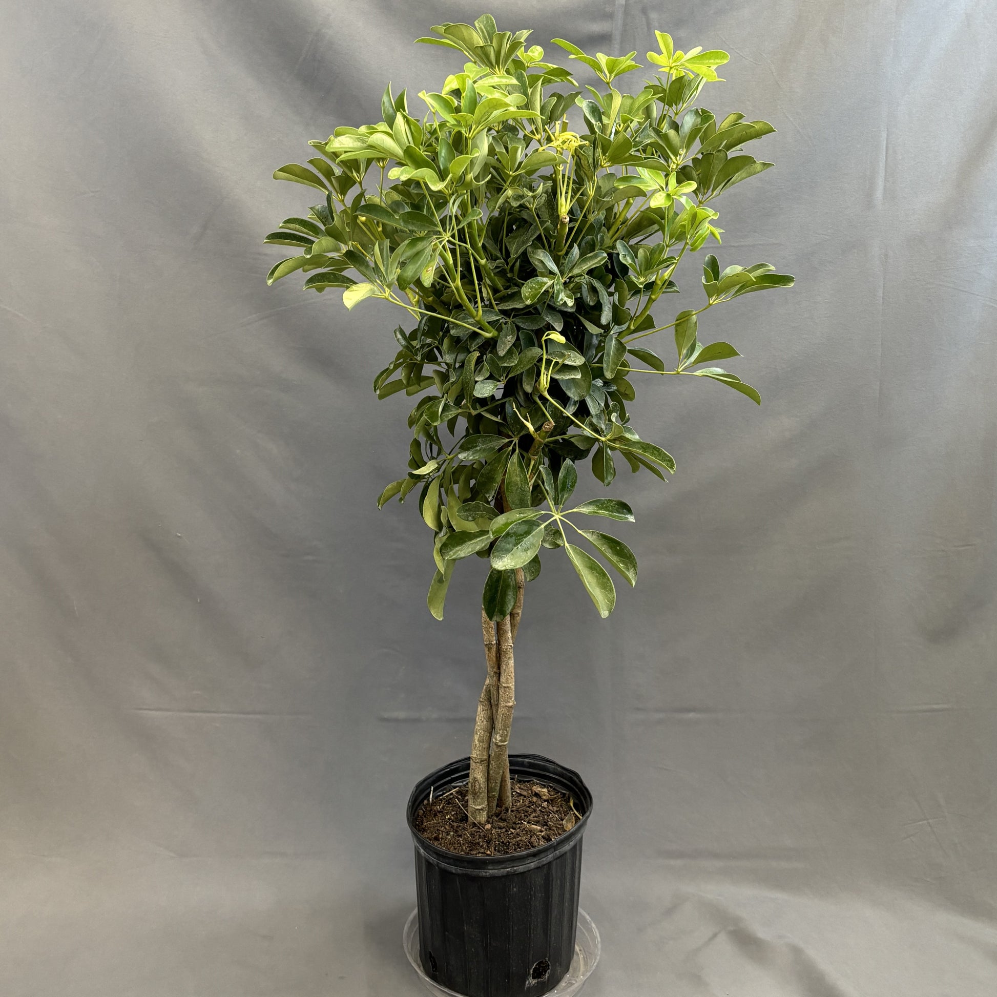 money tree surrey bc Money Tree – Scott's Nursery Ltd