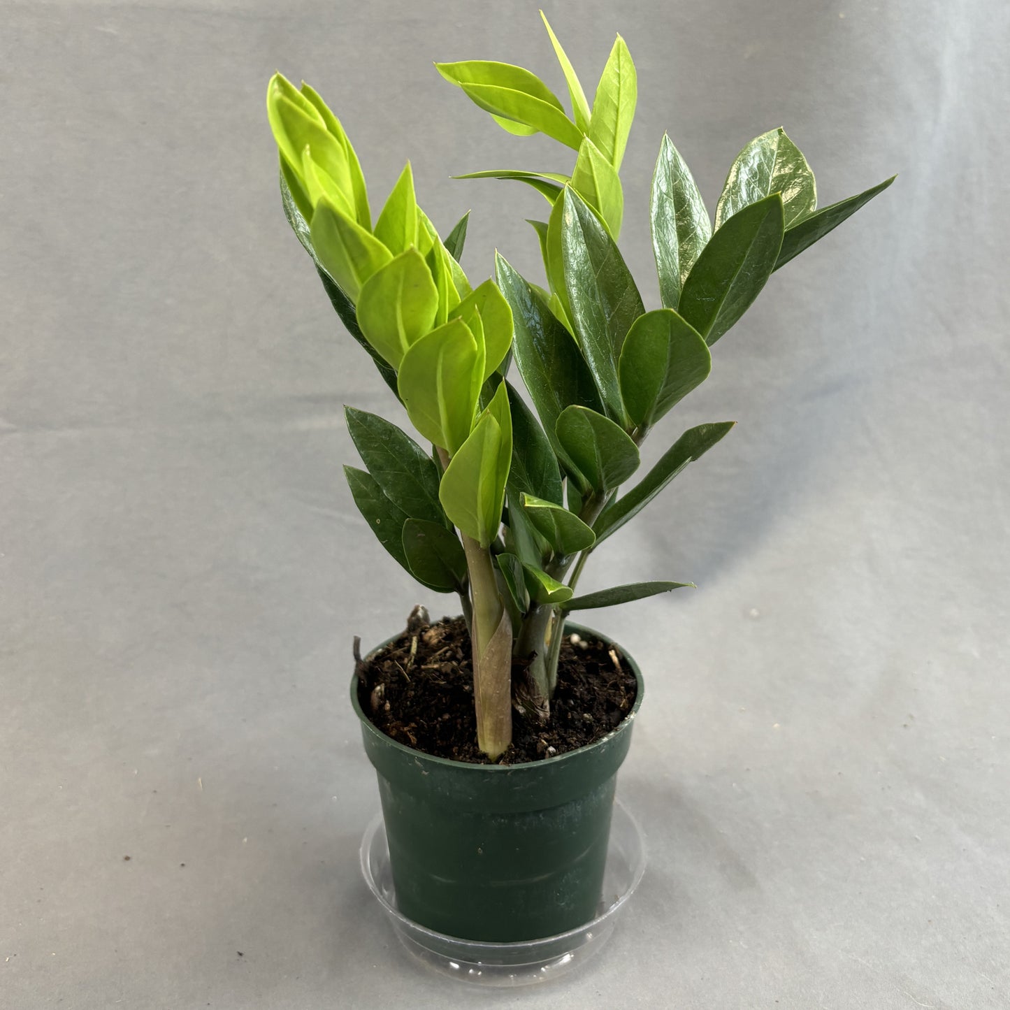 ZZ Plant