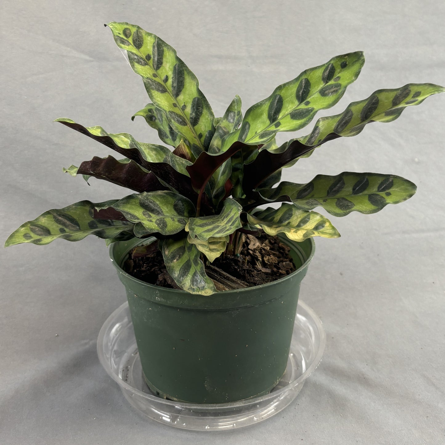 Calathea Lancifolia 'Rattlesnake'