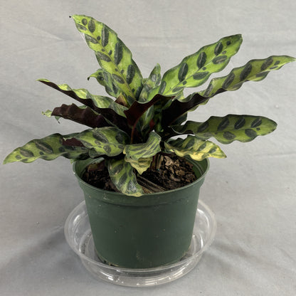 Calathea Lancifolia 'Rattlesnake'