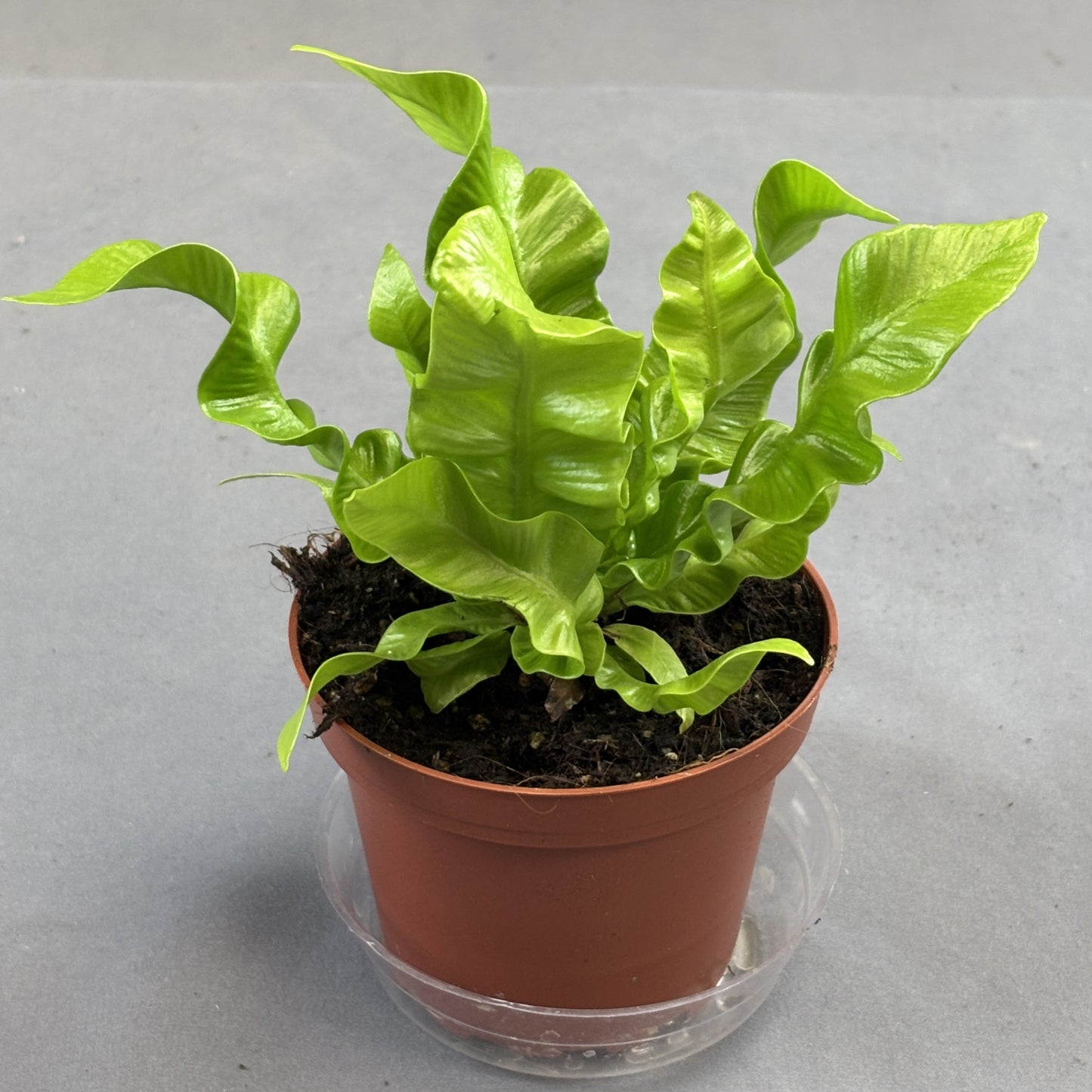 Crispy Wave Fern