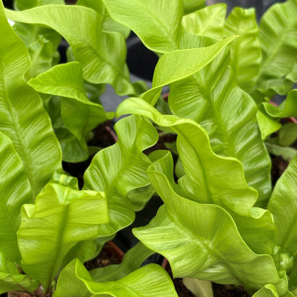 Crispy Wave Fern