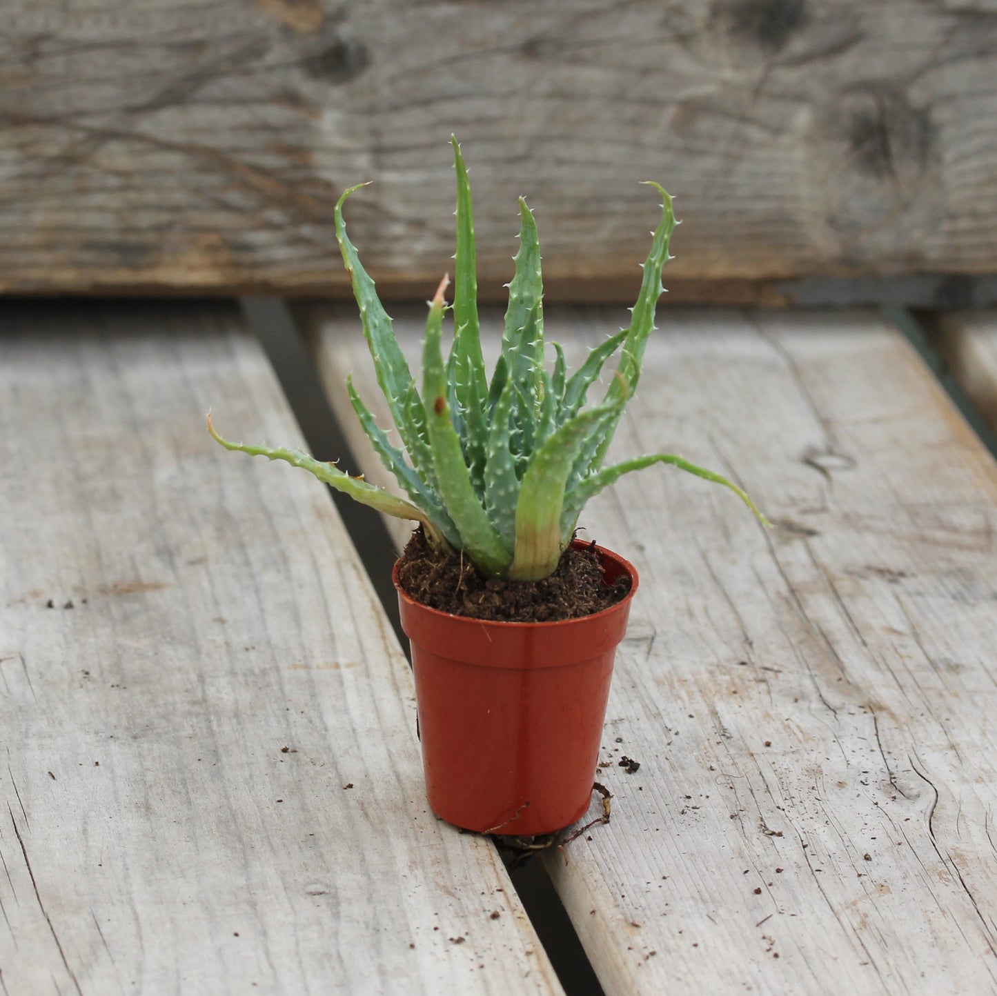 Aloe 'Miller'