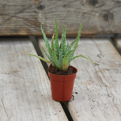 Aloe 'Miller'