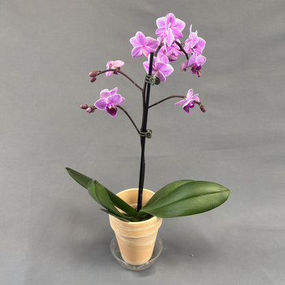 Orchid Phalaenopsis