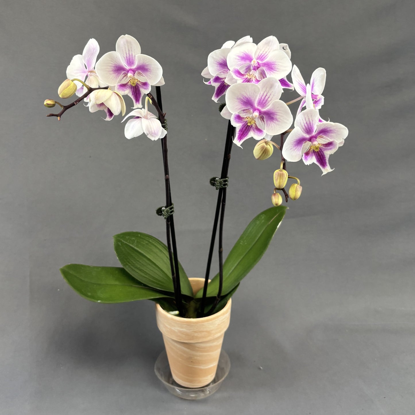 Orchid Phalaenopsis