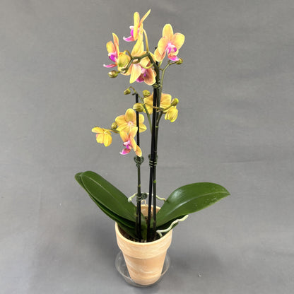 Orchid Phalaenopsis